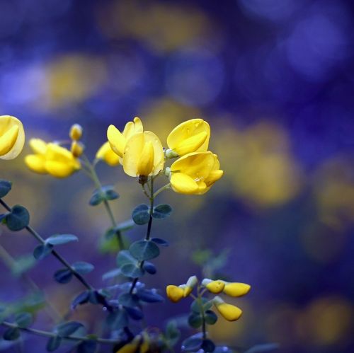 flowers yellow nature