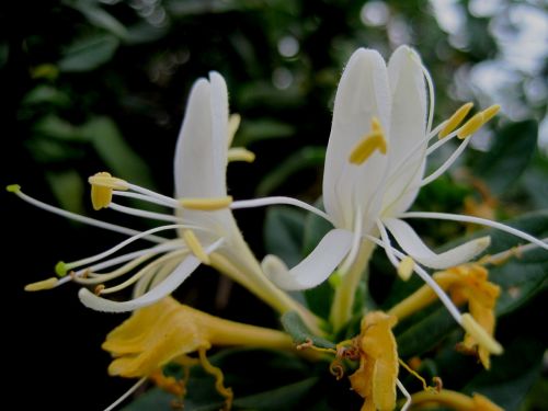 flowers honeysuckle white and yellow