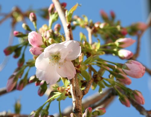 flowers sky blue