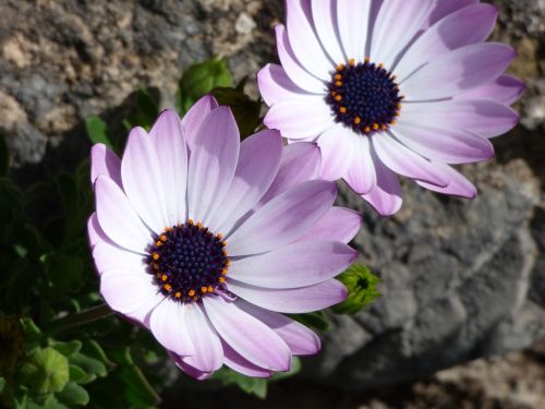 flowers daisy detail