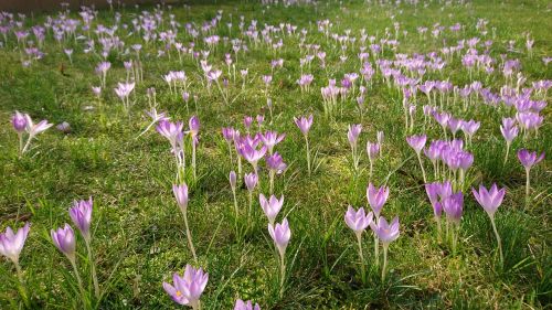 flowers spring grass