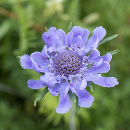 flowers purple scabiosa