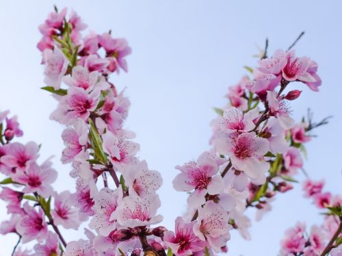 flowers blossom pink