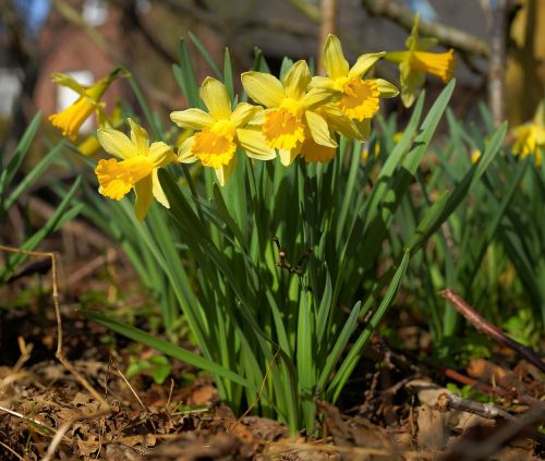 flowers daffodils yellow