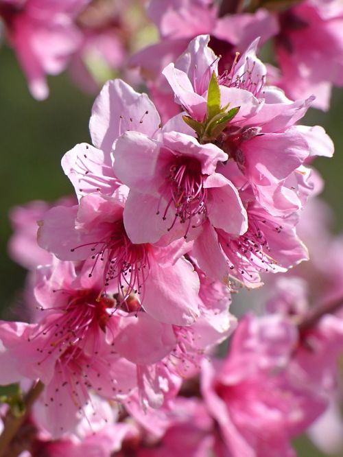 flowers flowery branch pink color