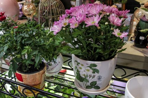 flowers pots plants