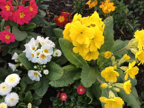 flowers spring plants