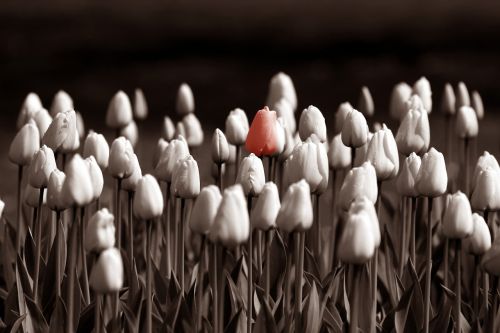 flowers tulips sepia