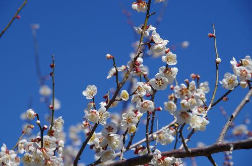 flowers plum spring
