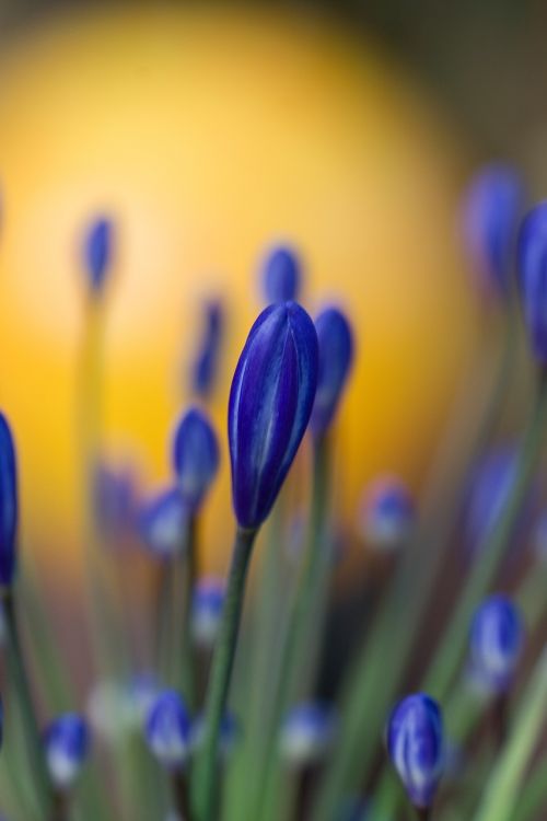 flowers blue flower