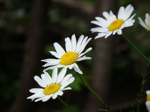 flowers flower chamomile