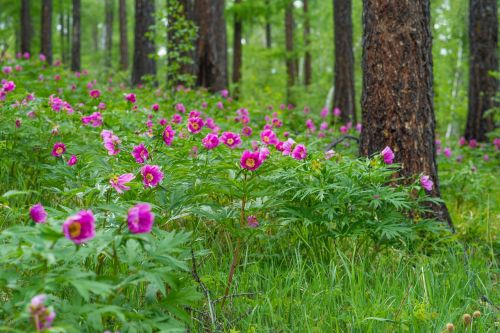 flowers peony larch forests
