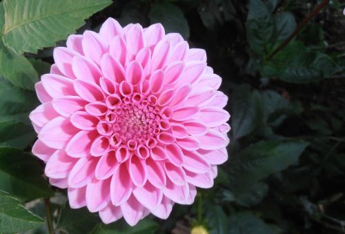 flowers raghavendra pink