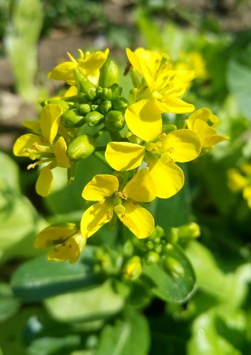 flowers fresh nature