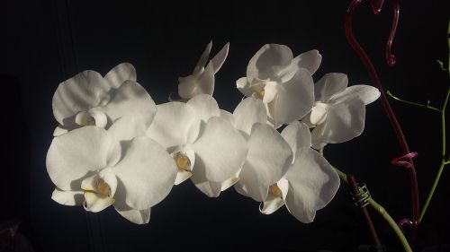 flowers orchids exotic