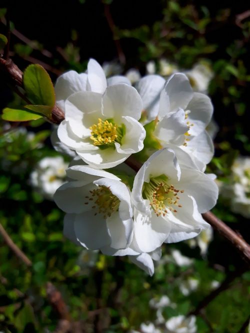 flowers spring nature