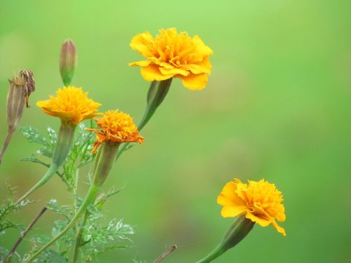 flowers yellow carnations