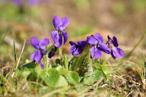 flowers plant spring