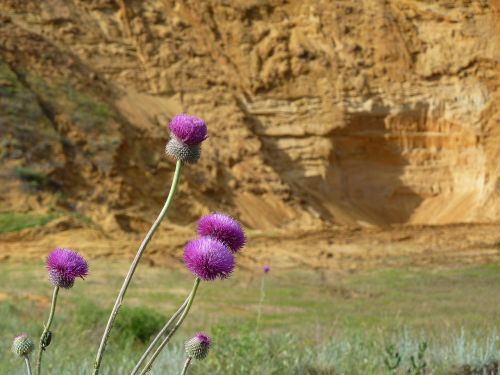 flowers irina nature