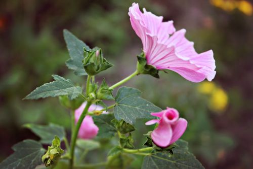 flowers pink mallow