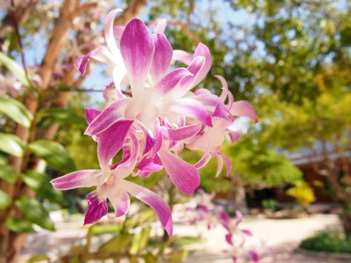 flowers orchid tree