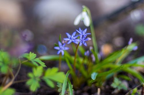 flowers spring green