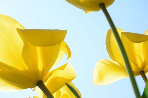 flowers tulip yellow flowers