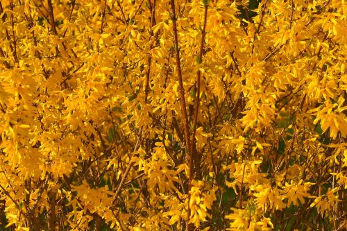 flowers yellow yellow flowers