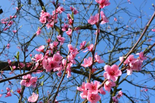 flowers spring color pink