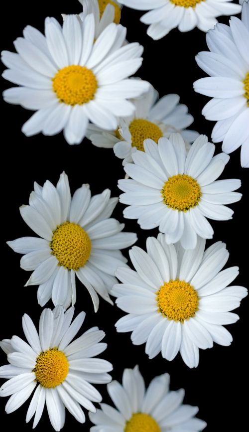 flowers flower daisy