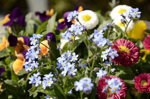 flowers bellis forget me not