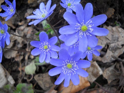 flowers blue nature