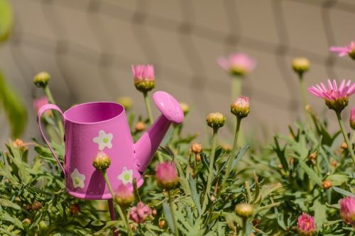 flowers watering can casting
