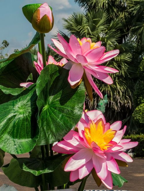 flowers lotus pink