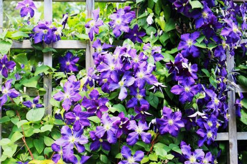 flowers clematis plant a garden