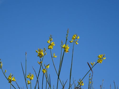 flowers sky blue