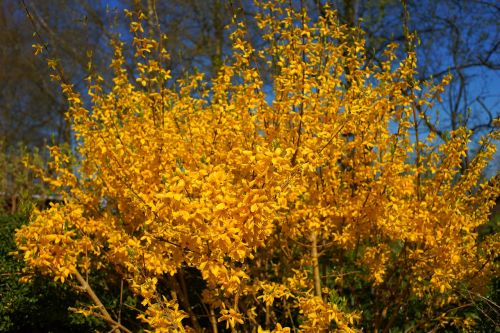 flowers yellow yellow flowers