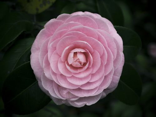 flowers 姫椿 camellia
