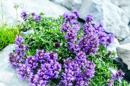 flowers purple flowers flowers of abkhazia