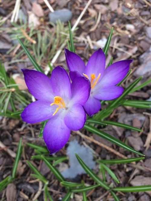 flowers purple spring