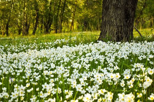 flowers white fields