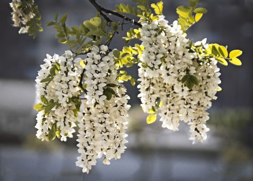 flowers perfume acacia