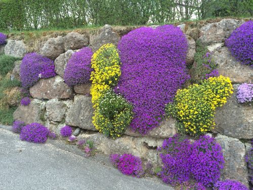 flowers nature stone wall