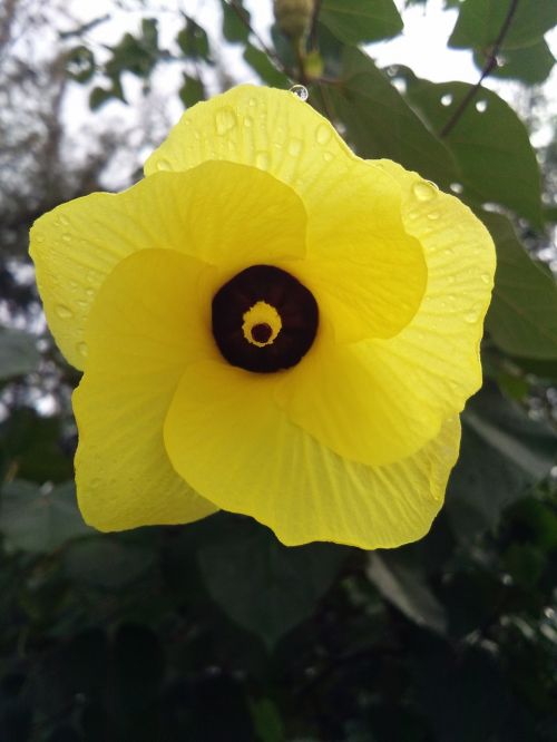 flowers yellow bodhi sea