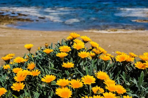 flowers yellow beach