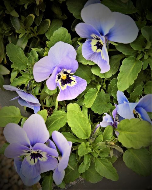 flowers 400–500 pansy