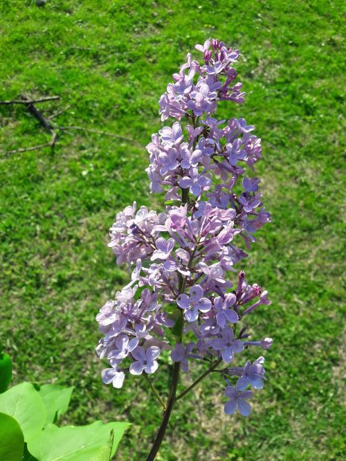 flowers spring green