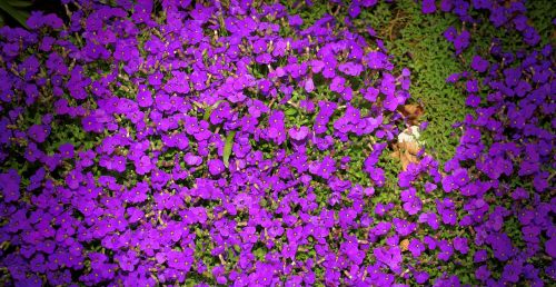 flowers purple garden