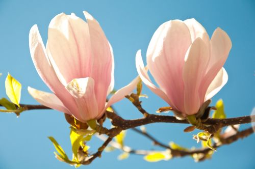 flowers magnolia park