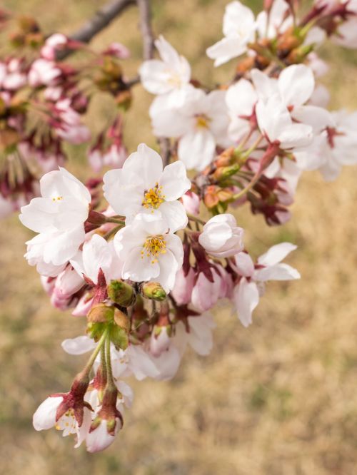 flowers cherry japan